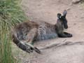 Sleepy Kangaroo